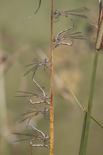 Lestes virens
